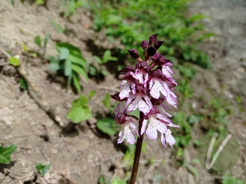 Purpur-Knabenkraut: Blüten