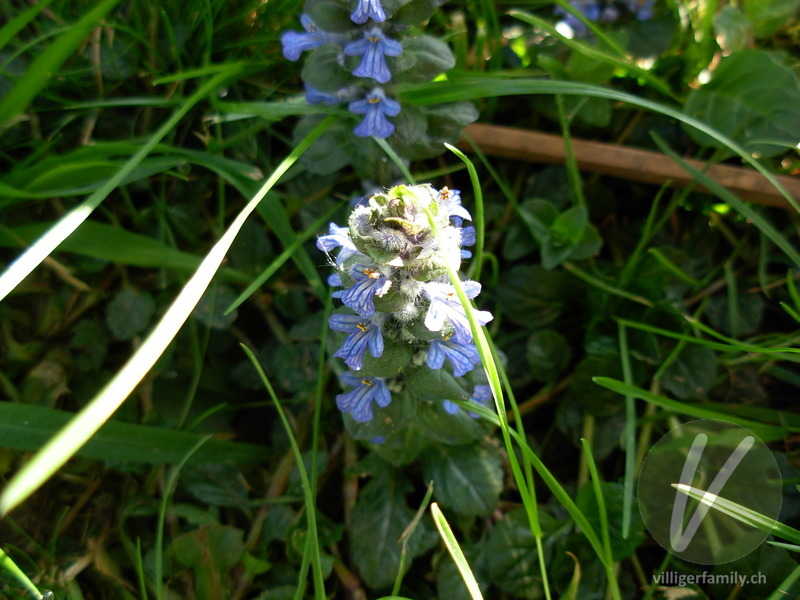 Kriechender Günsel: Blüten, Gesamtbild