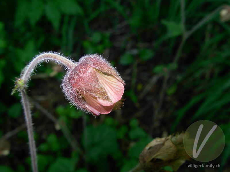 Bach-Nelkenwurz: Blüten