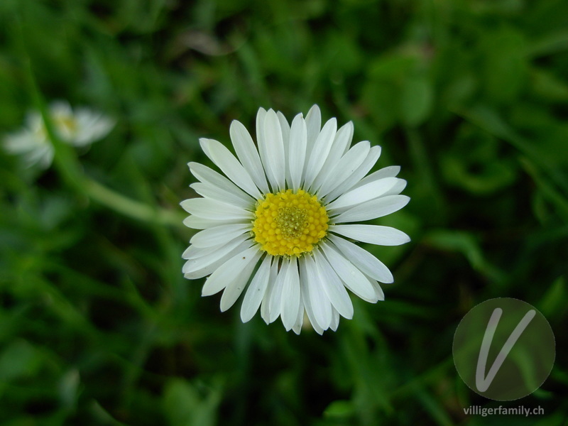 Massliebchen: Blüten