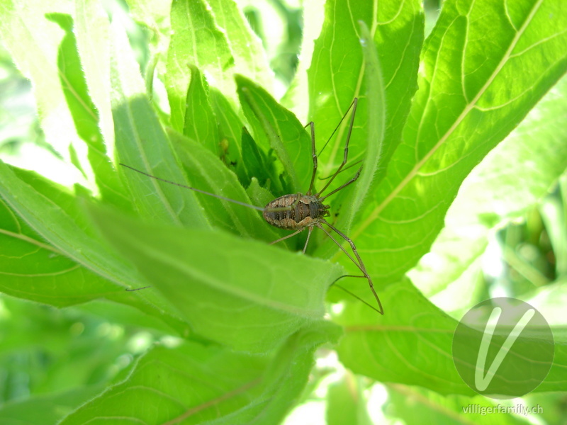 Weberknecht (Phalangium opilio): 