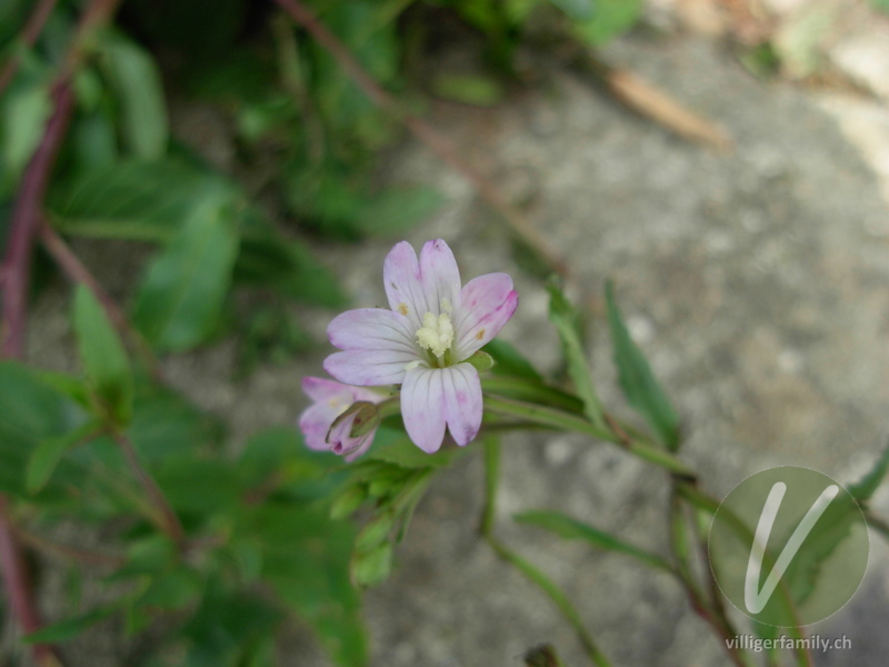 Rosenrotes Weidenröschen: Blüten