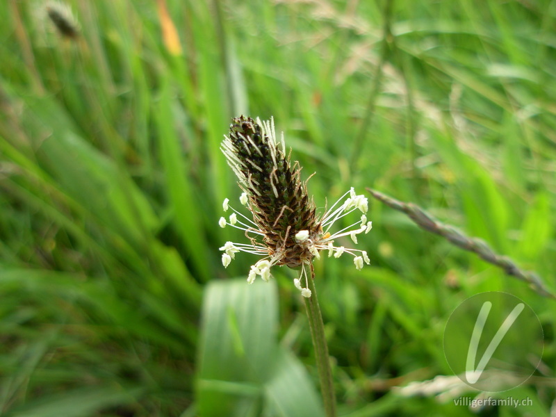 Spitz-Wegerich: Blüten