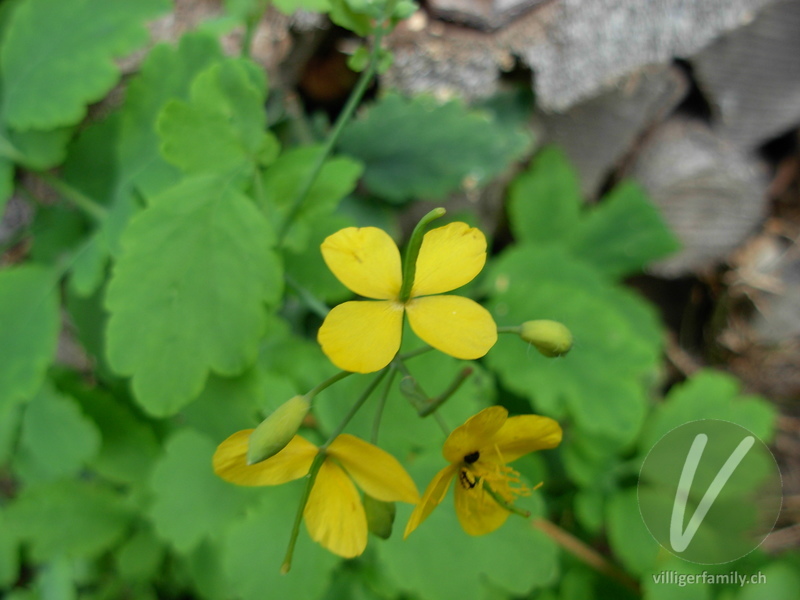 Schöllkraut: Blüten