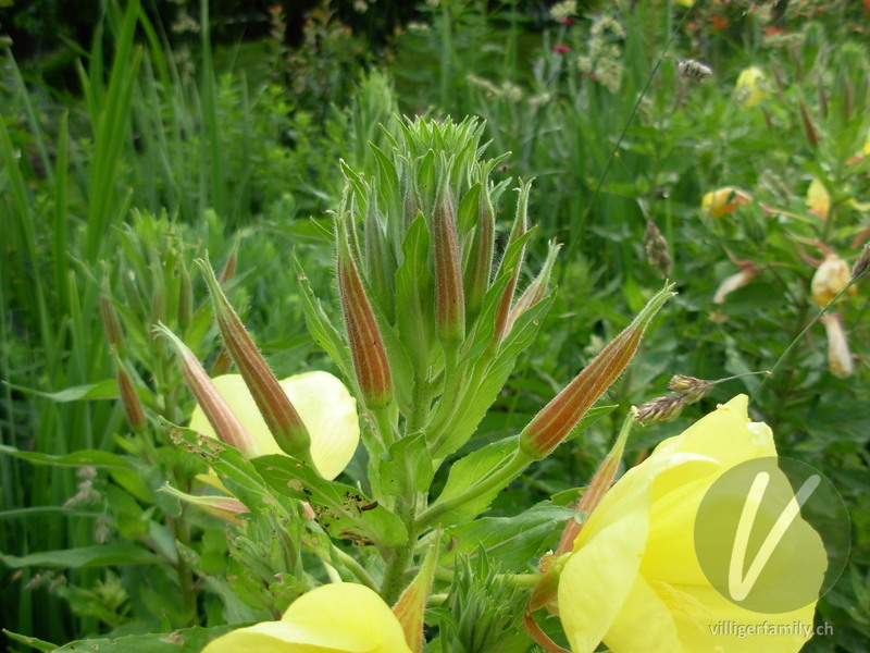 Lamarcks Zweijährige Nachtkerze: Blüten