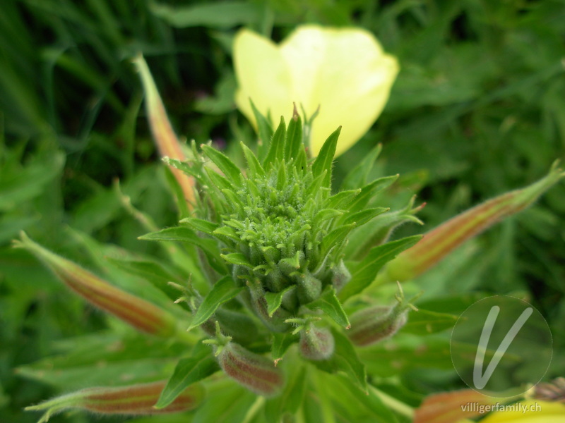 Lamarcks Zweijährige Nachtkerze: Blüten