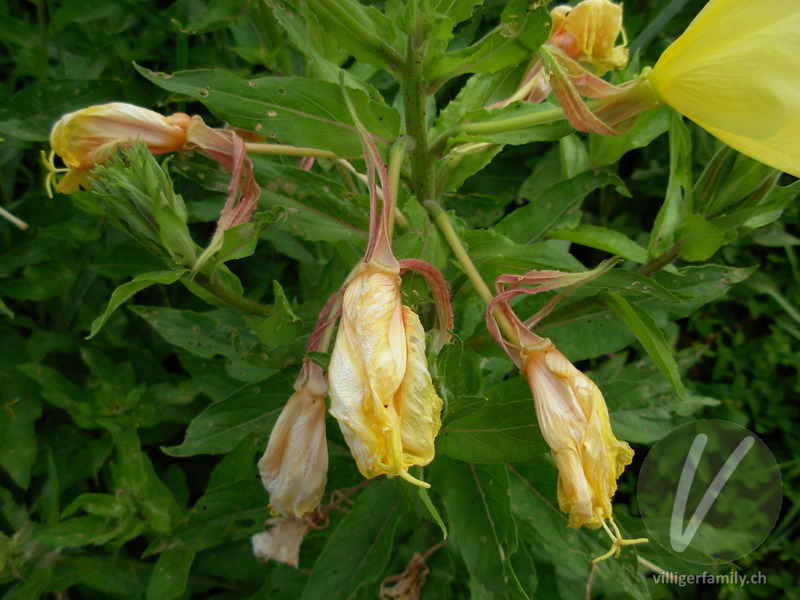 Lamarcks Zweijährige Nachtkerze: Blüten