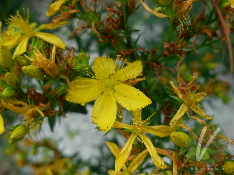 Echtes Johanniskraut: Blüten