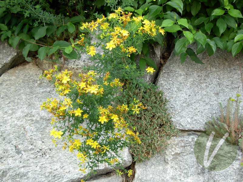 Echtes Johanniskraut: Blüten, Gesamtbild