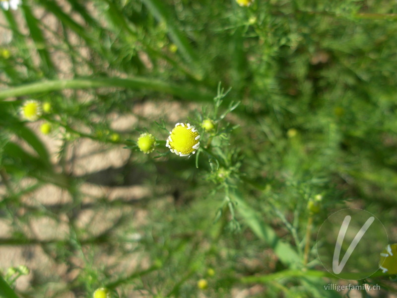 Echte Kamille: Blüten