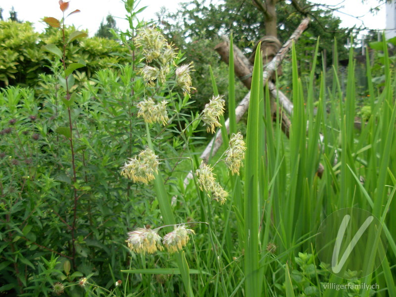 Wiesen-Knäuelgras: Blüten