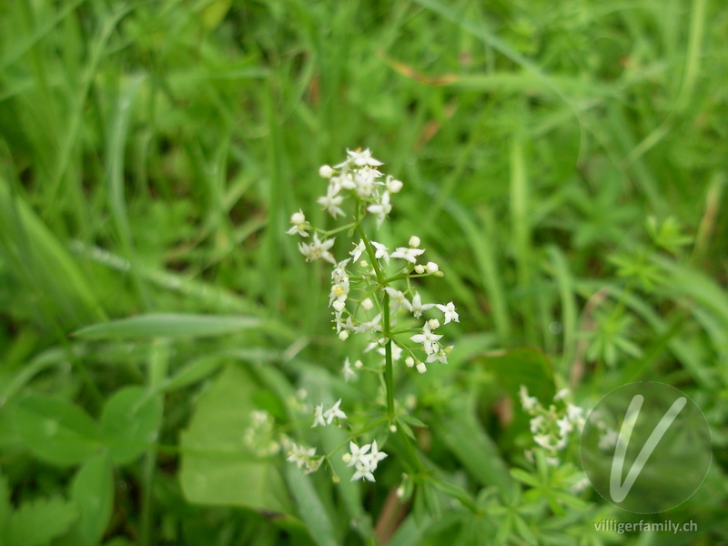 Weisses Wiesen-Labkraut: Blüten