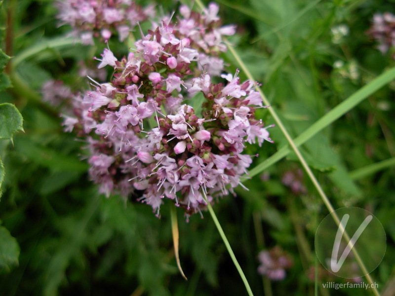 Echter Dost: Blüten