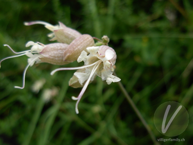 Gewöhnliche Klatschnelke: Blüten