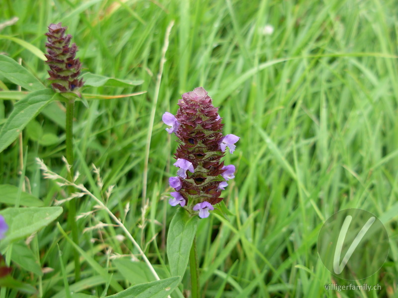 Kleine Brunelle: Blüten, Gesamtbild