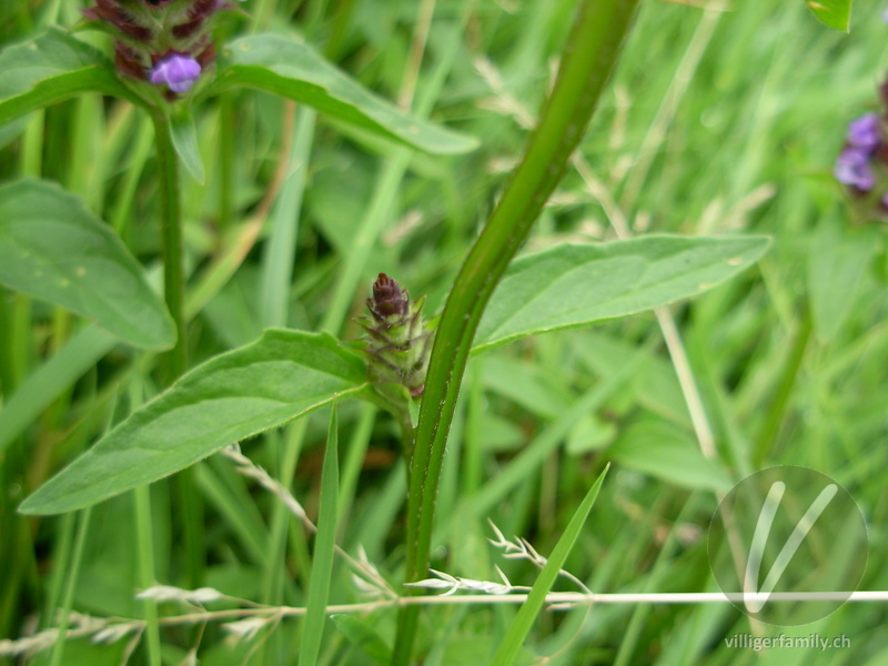 Kleine Brunelle: Stengel