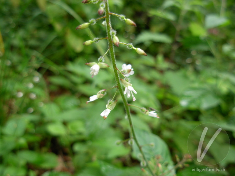 Grosses Hexenkraut: Blüten