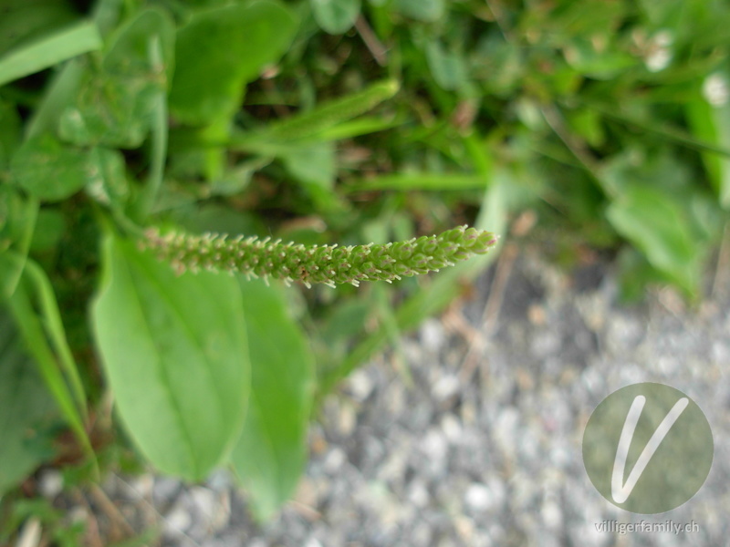 Gewöhnlicher Breit-Wegerich: Blüten