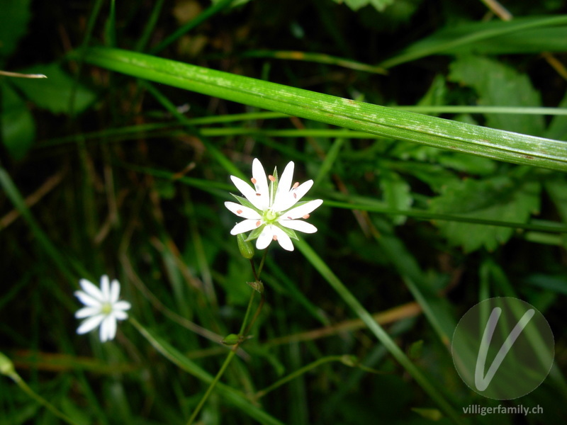 Gras-Sternmiere: Blüten