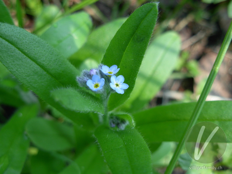 Wald-Vergissmeinnicht: Blüten