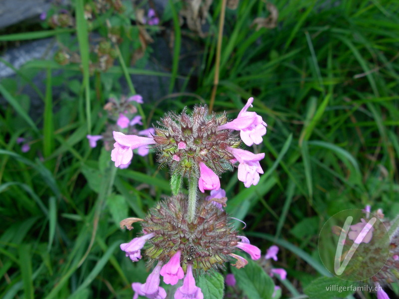 Wirbeldost: Blüten