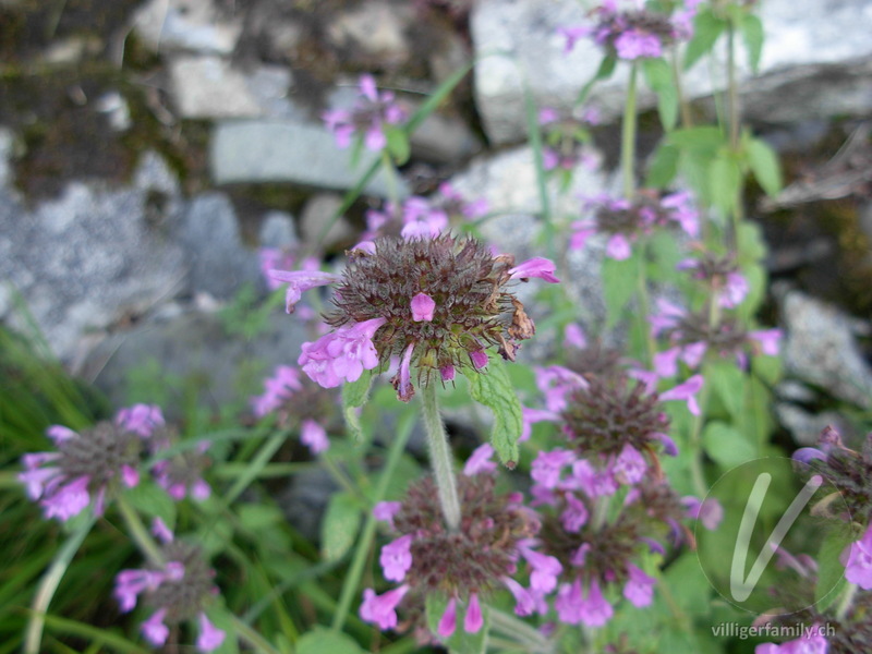 Wirbeldost: Blüten