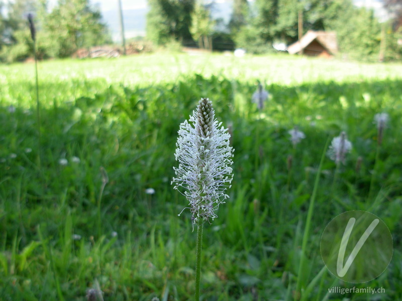 Mittlerer Wegerich: Blüten