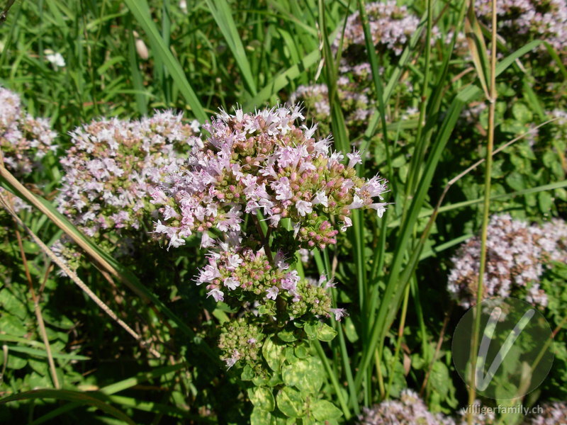 Echter Dost: Blüten