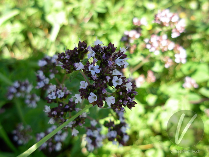 Echter Dost: Blüten