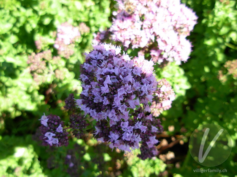 Echter Dost: Blüten