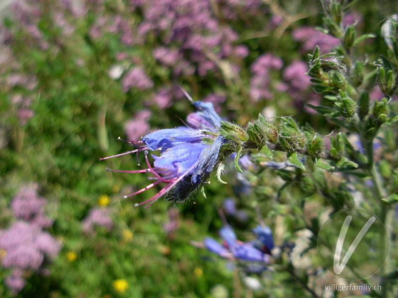 Gemeiner Natterkopf: Blüten