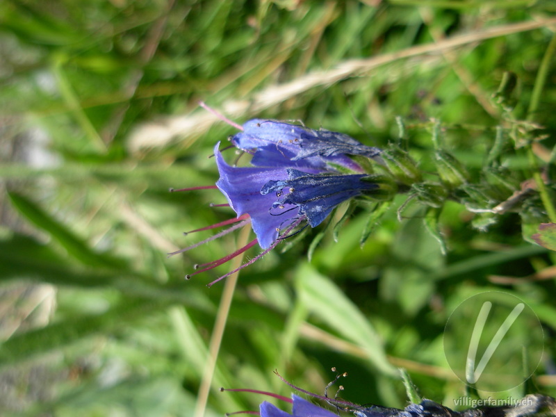 Gemeiner Natterkopf: Blüten