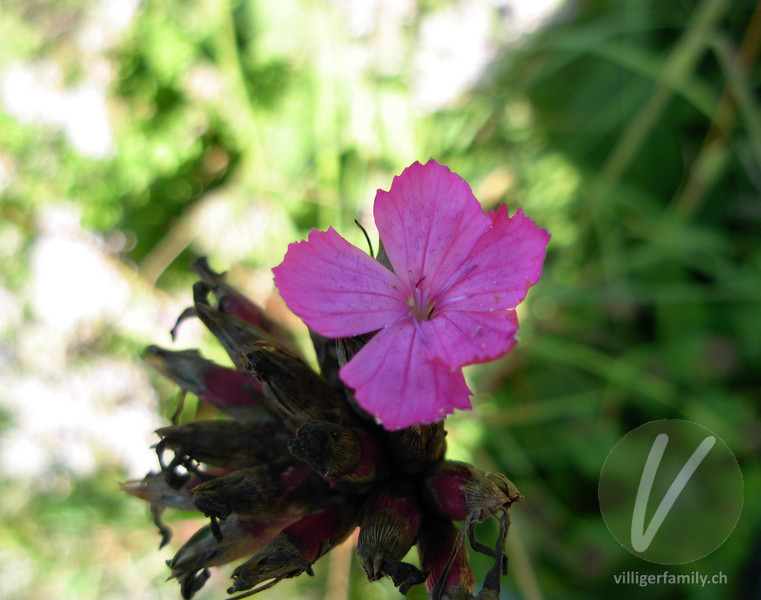 Gewöhnliche Kartäuser-Nelke: Blüten