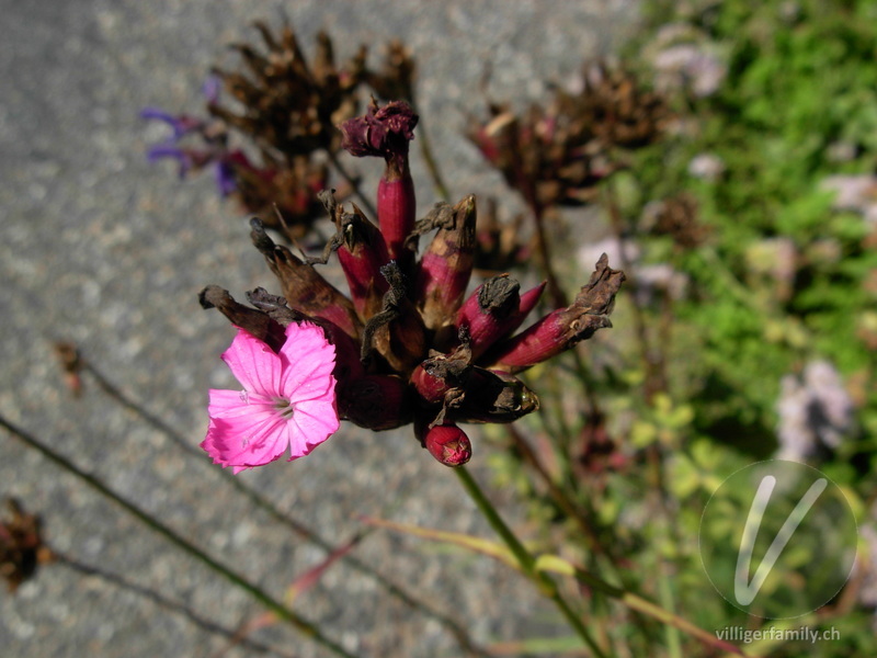 Gewöhnliche Kartäuser-Nelke: Blüten