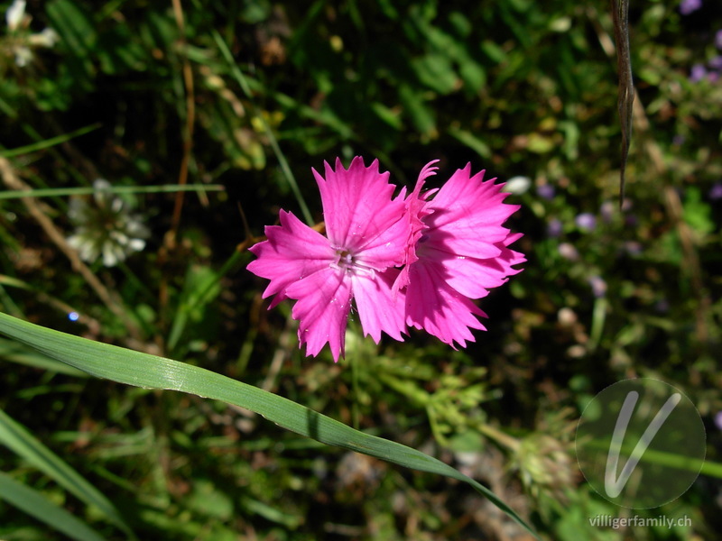 Gewöhnliche Kartäuser-Nelke: Blüten