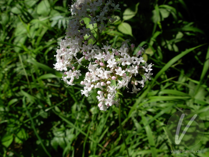 Verschiedenblättriger Arznei-Baldrian: Blüten