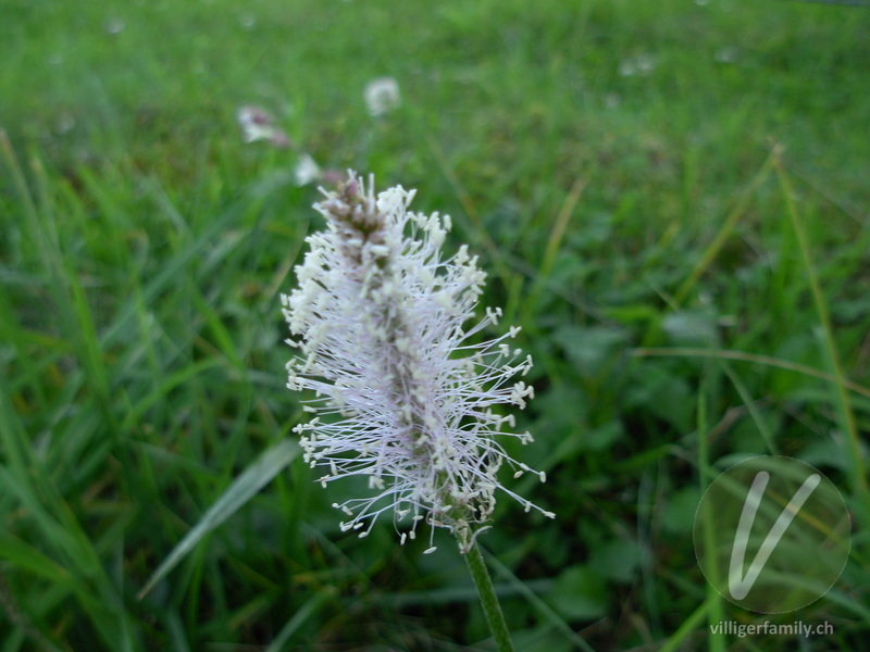 Mittlerer Wegerich: Blüten