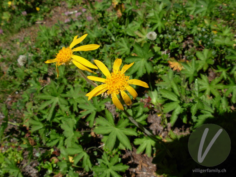 Arnika: Blüten