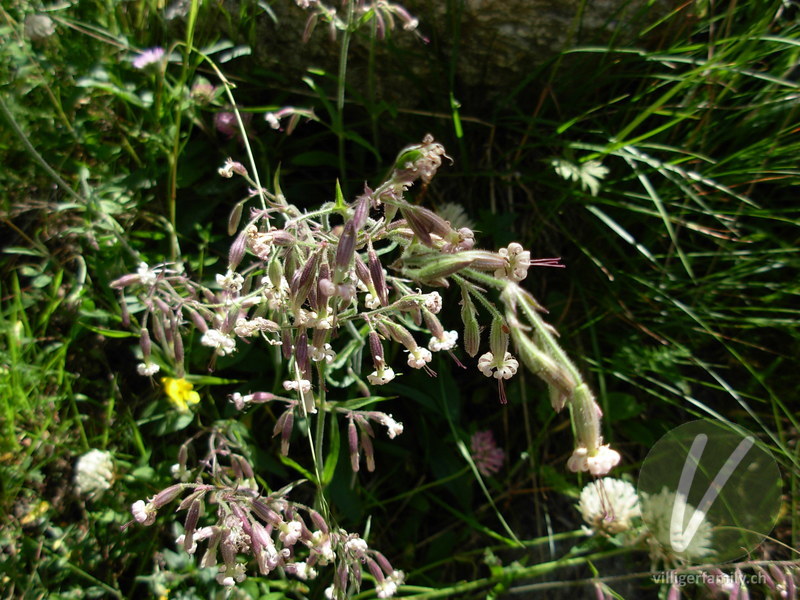 Gewöhnliches Nickendes Leimkraut: Blüten