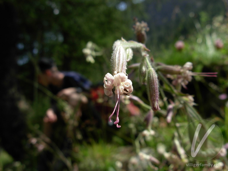 Gewöhnliches Nickendes Leimkraut: Blüten