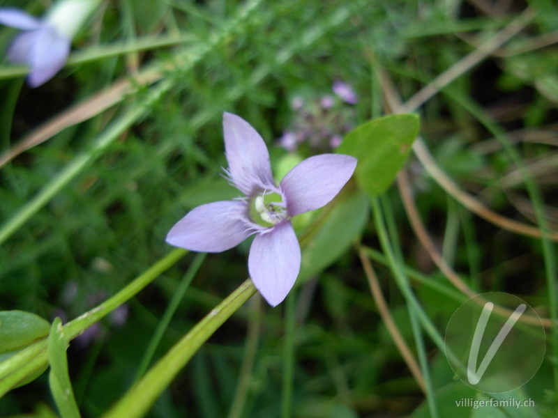 Feld-Enzian: Blüten