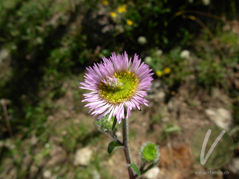 Alpen-Berufkraut: Blüten