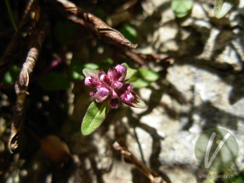 Voralpen-Feld-Thymian: Blüten