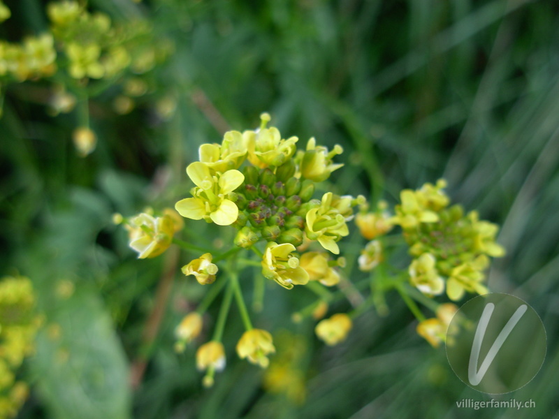 Acker-Senf: Blüten