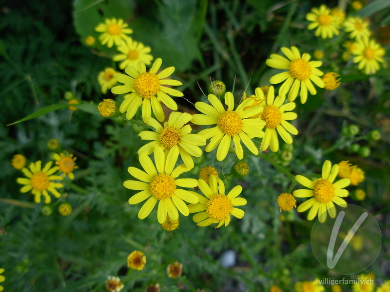 Felsen-Greiskraut: Blüten