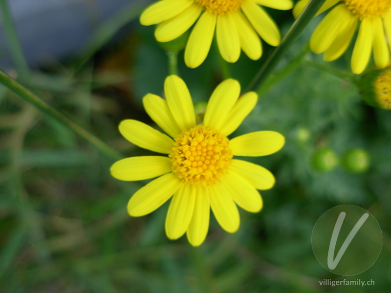 Felsen-Greiskraut: Blüten