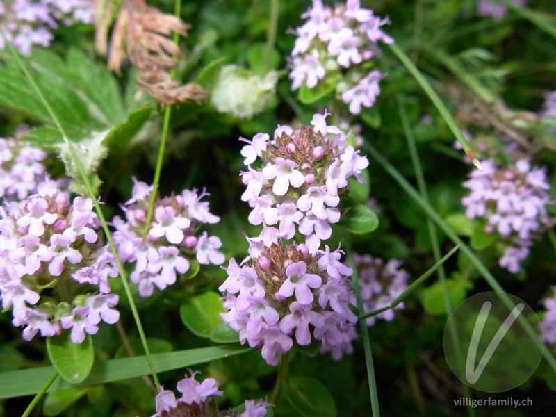 Arznei-Feld-Thymian: Blüten