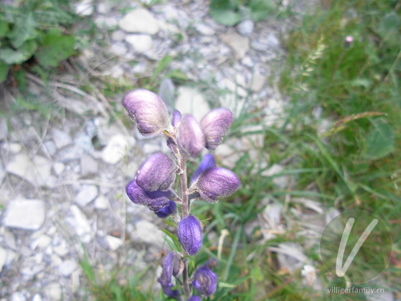 Dichtblütiger Blau-Eisenhut: Blüten