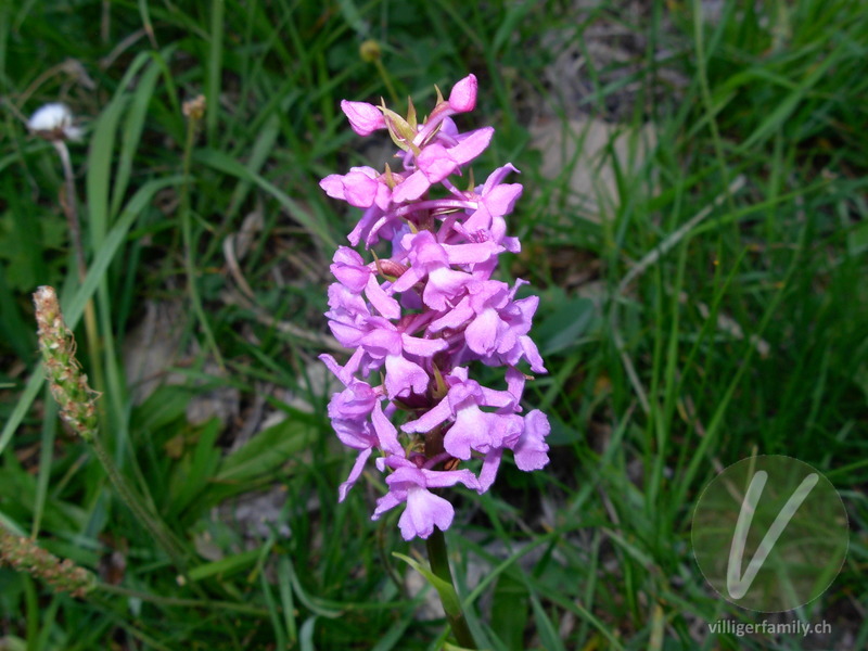 Langspornige Handwurz: Blüten