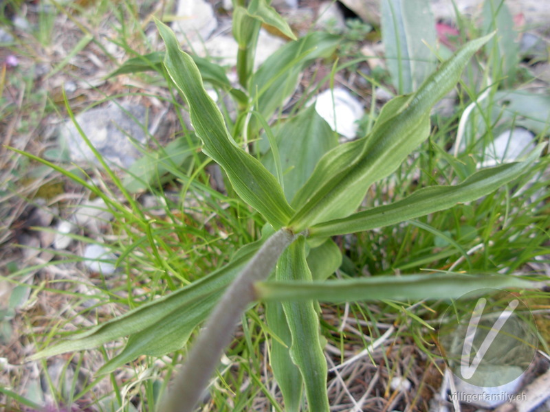 Braunrote Stendelwurz: Blätter, Stengel